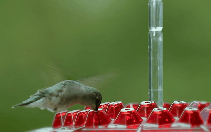 12 oz Hanging Hummingbird Feeder with 30 Feeding Ports & Built-In Ant Moat for Backyard Birds Outdoor Garden Patio Deck