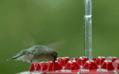 NECTARVAULT – 30 Port Hummingbird Feeder Ant Resistant Design