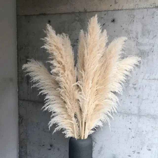 PLUMENEST – Pampas Grass Stems for Cozy Decorative Character
