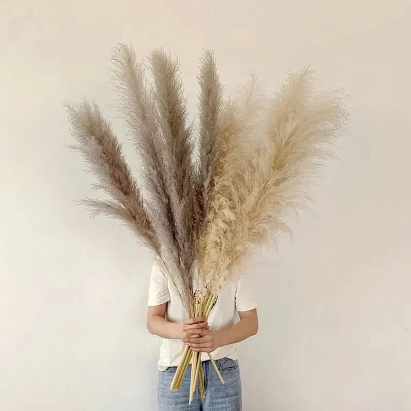 MEADOWHAVEN – Dried Pampas Grass for Timeless Decorative Character