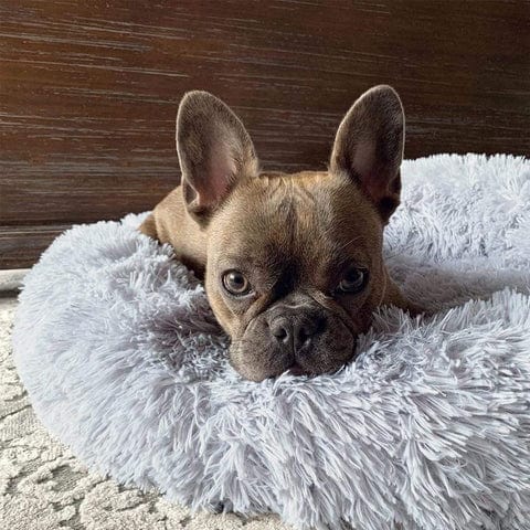 Round Plush Pet Bed with Raised Rim for Dogs & Cats | Anti-Anxiety Donut Cushion for Small Medium Large Pets | Machine Washable