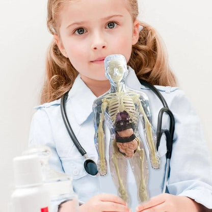 Transparent 3D Anatomy Model Featuring Body and Organs
