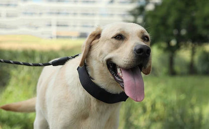 Dog Training Collar Nylon Quick-Release & Rust-Resistant D-Ring