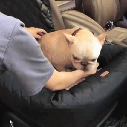 Comfort Pet | Dog Car Bed with Secure Design & Plush Padding | Travel Safety for Dogs