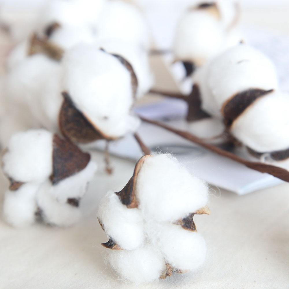Cotton Branches