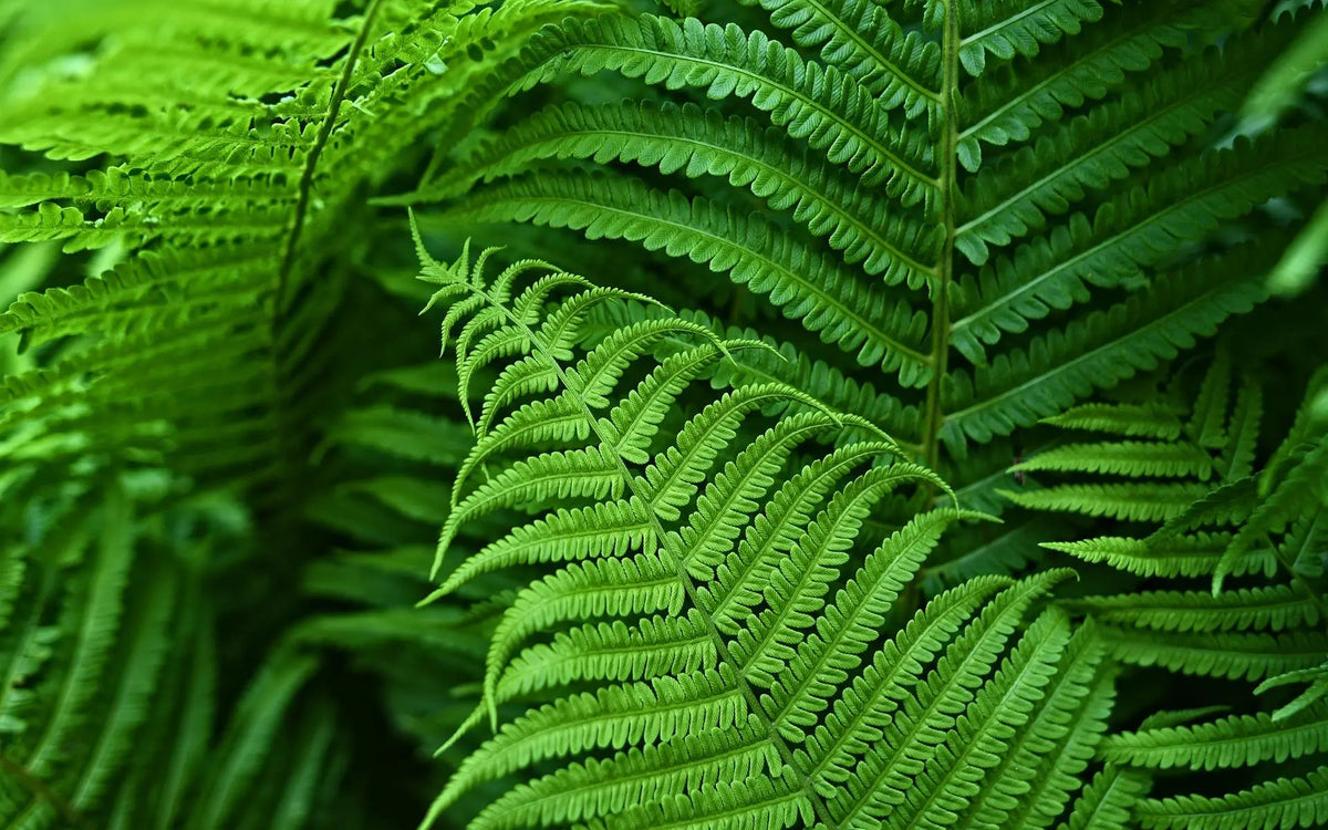 UV-Protected Synthetic Boston Fern Hanging Plant 28 Inches Wide Green Foliage for Porch Patio Indoor Outdoor Home Decor No Watering Needed