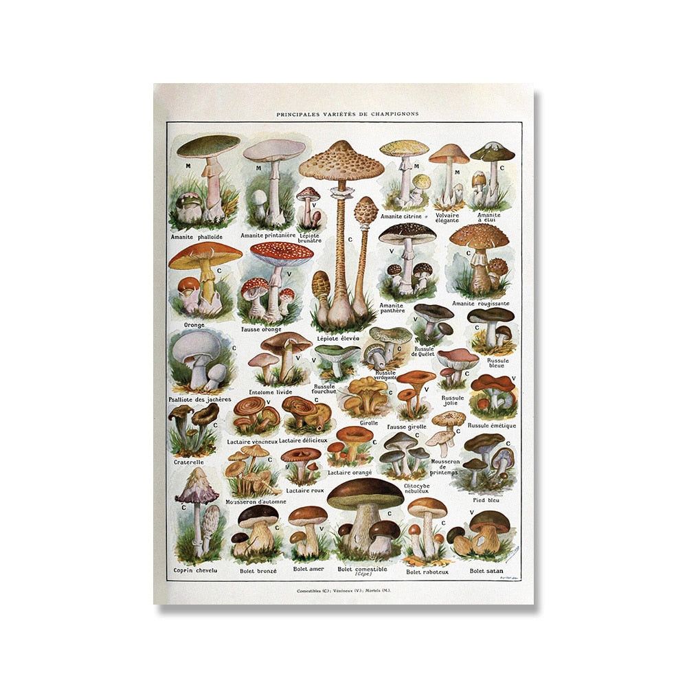 Framed Nature Illustration Canvas Prints – Classic Plant & Flower Wall Art for Living Room, Bedroom, Home Office Décor