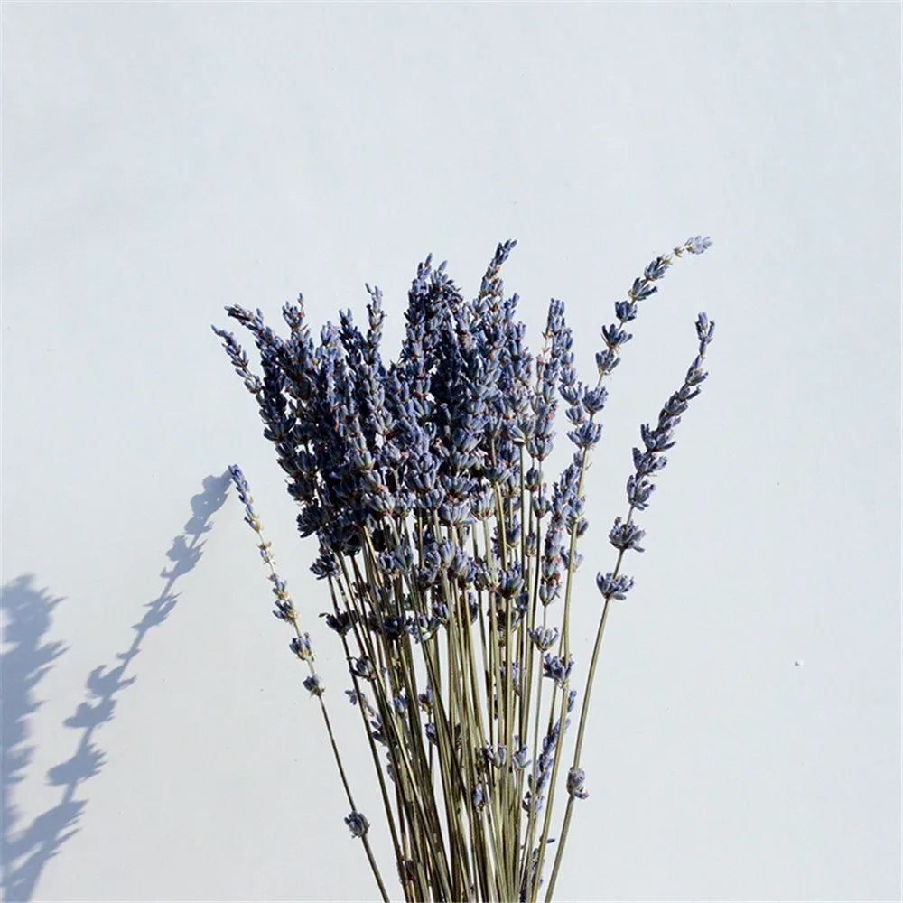 Dried Lavender Bundles for Home Decor & Aromatherapy | Fragrant Floral Stems for Sachets, Potpourri, Wedding Arrangements | Rustic Farmhouse