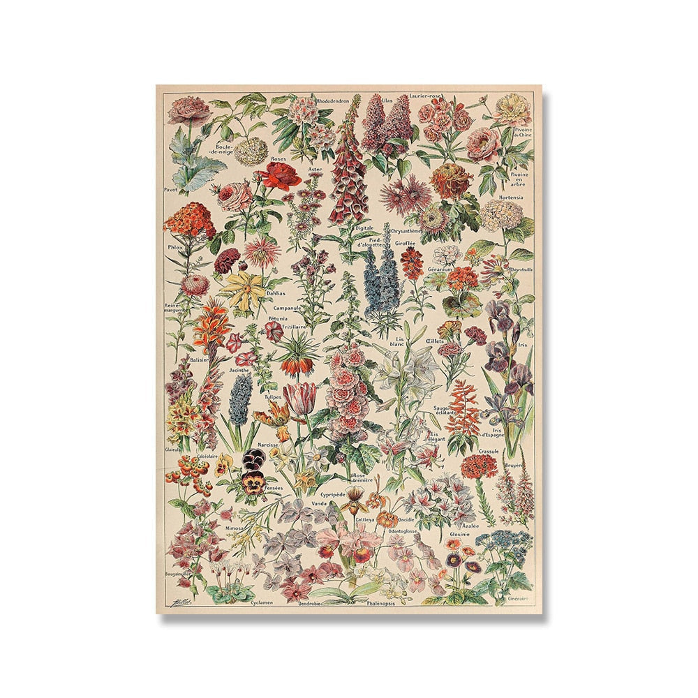 Framed Nature Illustration Canvas Prints – Classic Plant & Flower Wall Art for Living Room, Bedroom, Home Office Décor