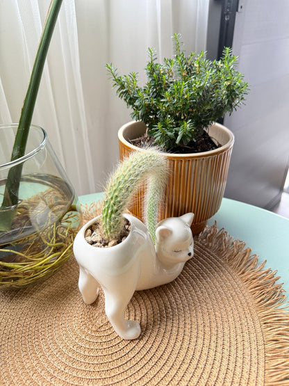 WhiskerBloom™ - Kitty Ceramic Pot
