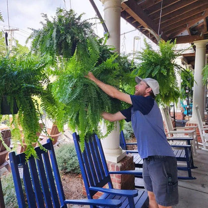Lifelike Boston Fern | UV Protected Artificial Plant for Year-Round Beauty