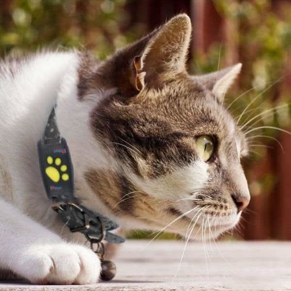Ortekor Pet Tracker Series | GPS Cat Collar with Real-Time Location Updates | Lightweight Design for Cat Safety