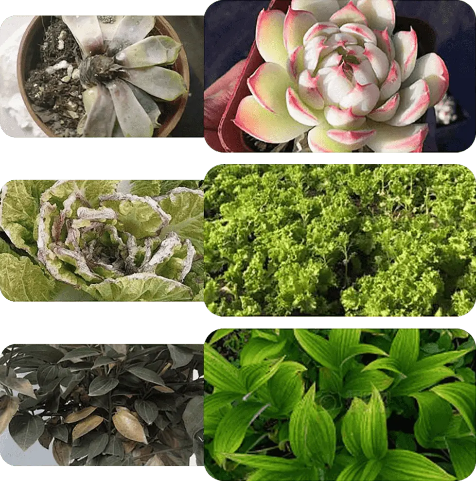 Liquid Plant Growth Booster for Stronger Roots & More Blooms – Indoor Outdoor Fertilizer for Houseplants Vegetables Herbs Succulents Fruit T