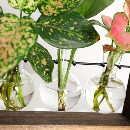 Wooden Hydroponic Vase Holder with Glass Tubes for Propagating Cuttings Tabletop Decor Station for Herbs Flowers Succulents Root Development