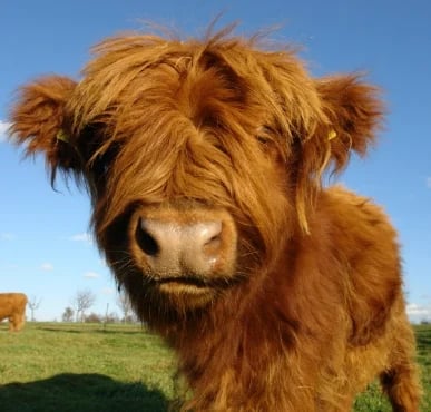 Handcrafted Scottish Highland Cattle Stuffed Animal with Flower Crown for Kids & Collectors