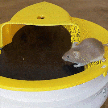 Rodent Control | Flip Lid Bucket Mouse Trap with Sanitary Disposal | Safe Solution for Families and Pets