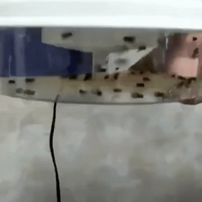 EcoTrappe | Electric Fly Catcher with LED Light & USB Power | Natural Solution for a Fly-Free Home