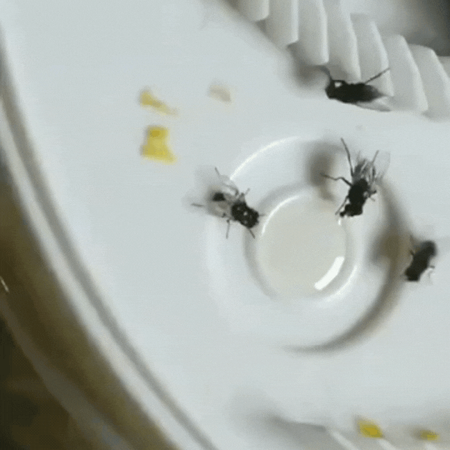 EcoTrappe | Electric Fly Catcher with LED Light & USB Power | Natural Solution for a Fly-Free Home