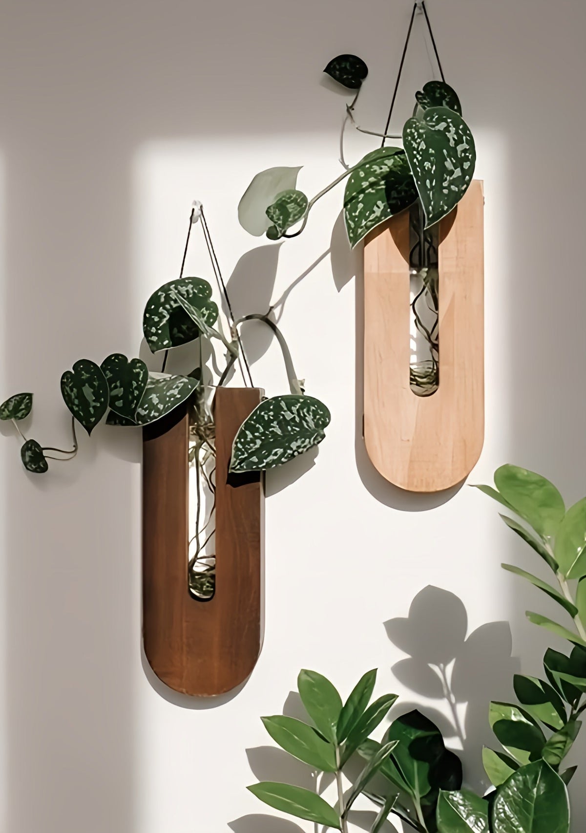 Pine Wood Plant Holder Set of 7 for Indoor Walls | Hanging Succulent Display | Natural Wood Wall Organizer for Air Plants & Dried Botanicals