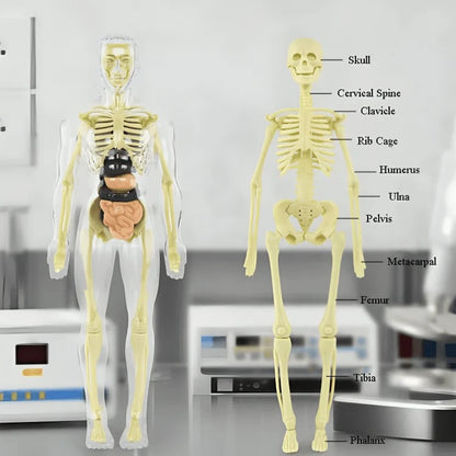 Transparent 3D Anatomy Model Featuring Body and Organs