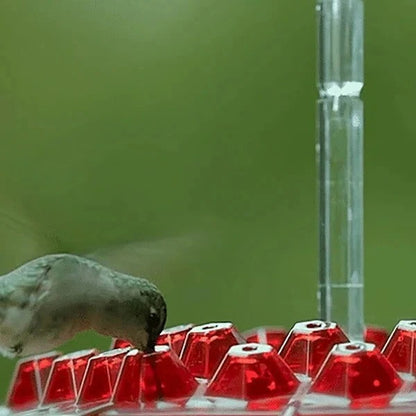 Colorful Bird Feeder with Built-in Ant Trap