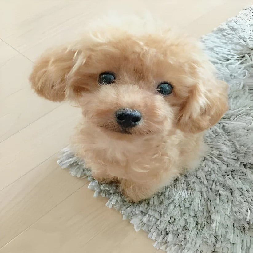 Soft Cuddly Dog Toy with Faux Fur Outside