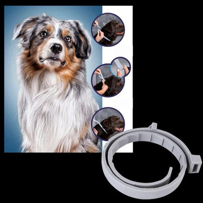 Effective Pet Tick and Flea Control Collar