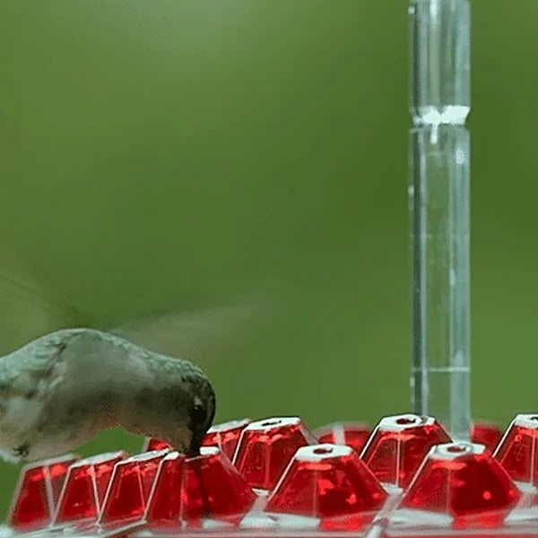 Vibrant Glass Hummingbird Feeder with Integrated Ant Moat | Easy Clean Design for Uncontaminated Nectar