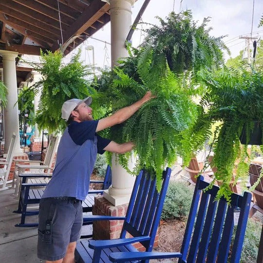 Outdoor Realistic Green Fern Plant Decoration