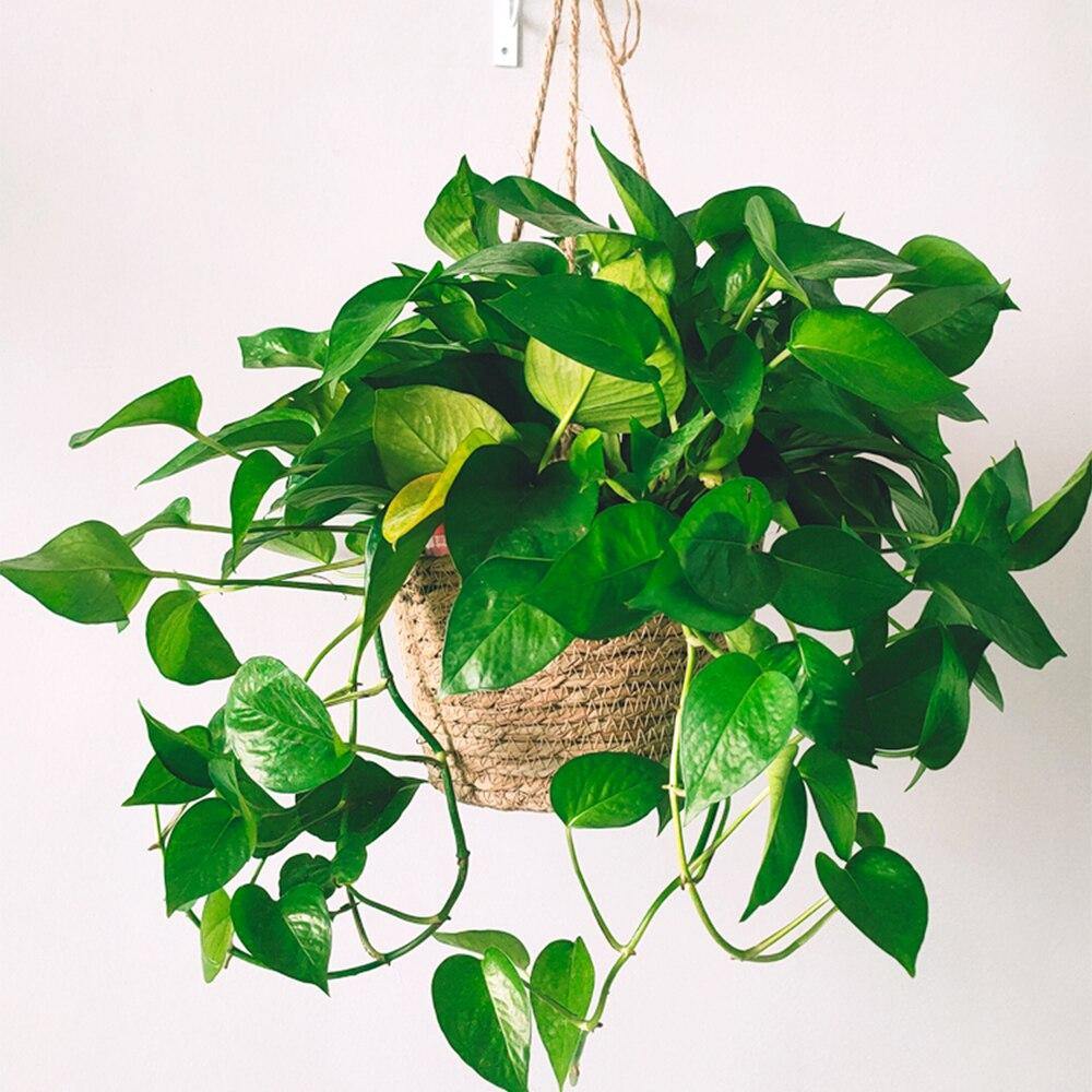 Hanging Planter Basket