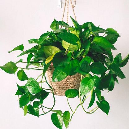 Hanging Planter Basket