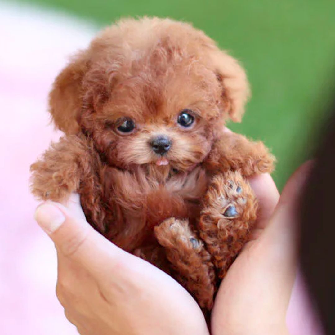 Voice-Activated Electronic Companion Dog Toy with Touch Response for Kids