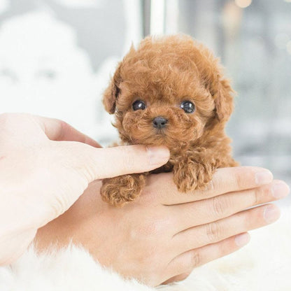 Voice-Activated Electronic Companion Dog Toy with Touch Response for Kids