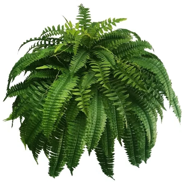 UV-Protected Synthetic Boston Fern Hanging Plant 28 Inches Wide Green Foliage for Porch Patio Indoor Outdoor Home Decor No Watering Needed
