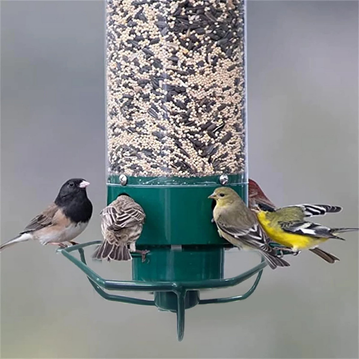 Durable Outdoor Seed Dispenser – Squirrel-Resistant Bird Feeder