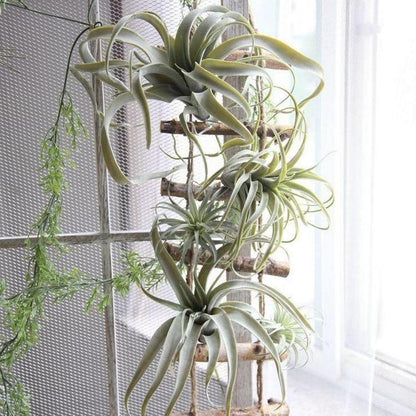 Artificial Air Plant