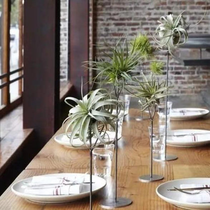 Artificial Air Plant