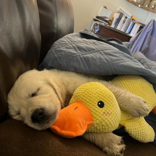Squeaky Duck Plush Chew Toy for Dogs with Realistic Quack Sound for Small Medium Large Breeds Indoor Tug Play Fetch Teething Relief Companio