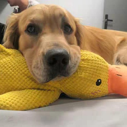 Squeaky Duck Plush Chew Toy for Dogs with Realistic Quack Sound for Small Medium Large Breeds Indoor Tug Play Fetch Teething Relief Companio