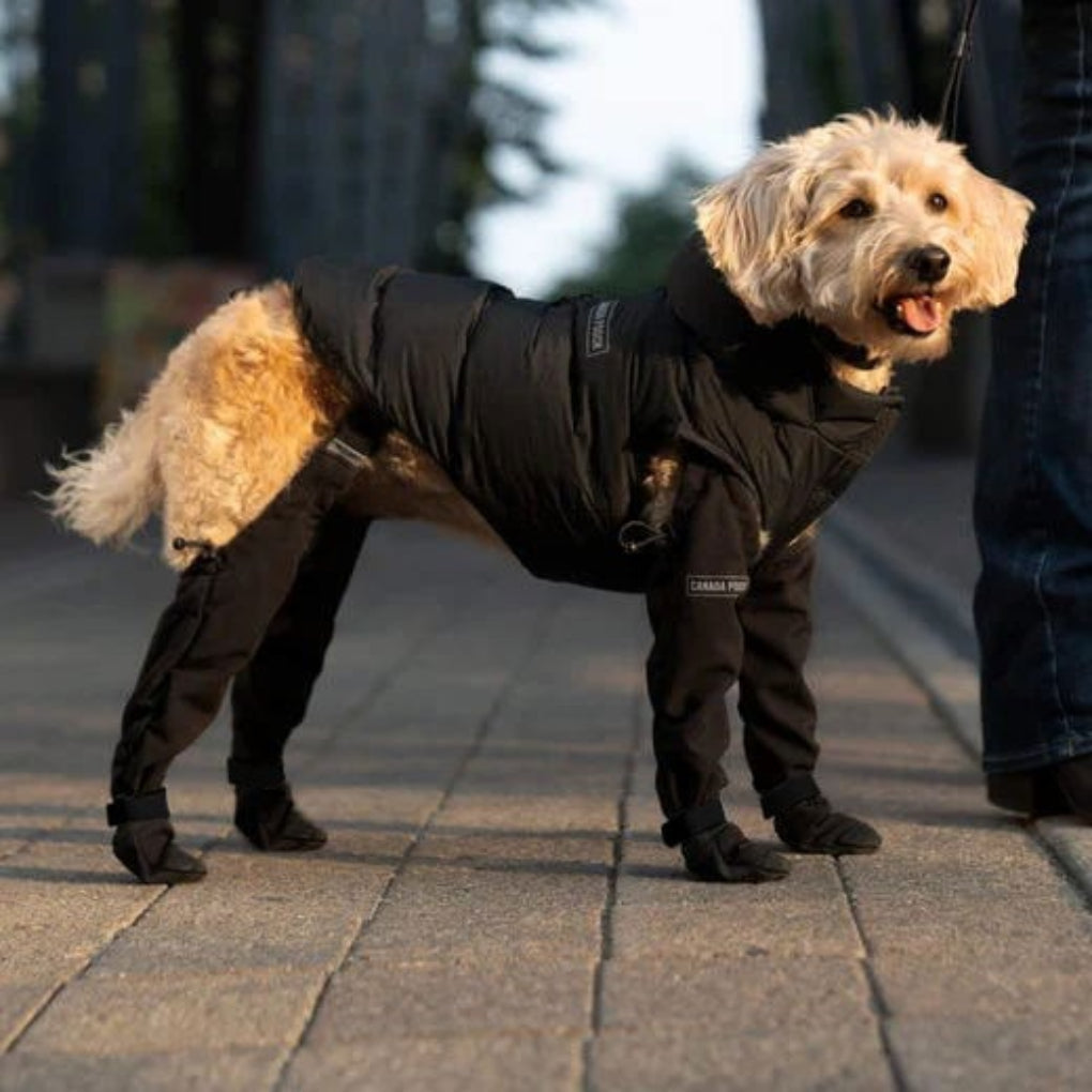 Wearclo | Dog Leggings with All-Weather Paw Protection | Durable Design for Ultimate Comfort